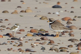 Ringed Plover chick © Cumbria Wildlife Trust