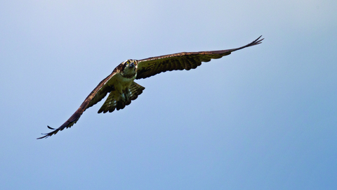 image of Osprey flying against blue sky - copyright Emyr Evans